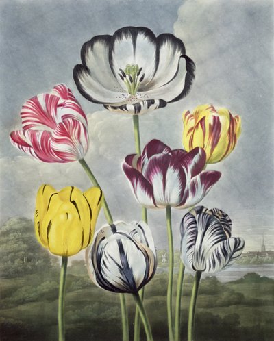 Tulips, Engraved by Earlom, from 